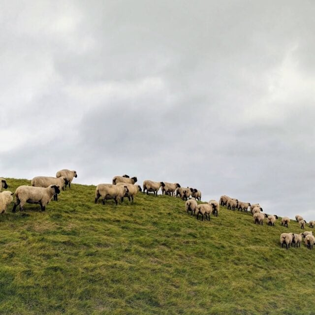 Hallo Ostfriesland! #ostfriesland #pilsum #greetsiel