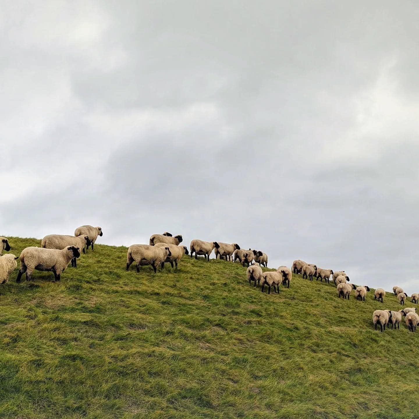 Hallo Ostfriesland! #ostfriesland #pilsum #greetsiel
